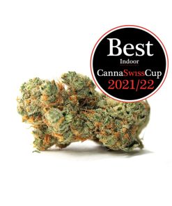 Wholesale – Pineapple Express – Winner Cannabis Cup 2022 – 1st Place for Best Indoor (Kopieren)
